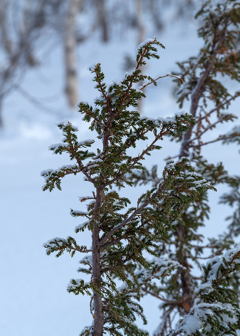 Изображение особи род Juniperus.