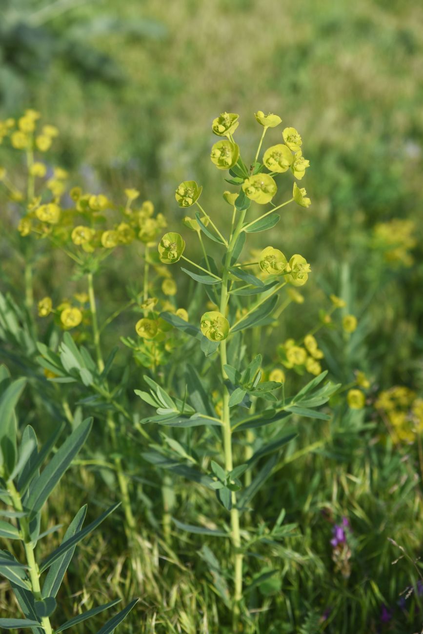 Image of genus Euphorbia specimen.