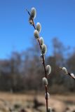 Salix phylicifolia