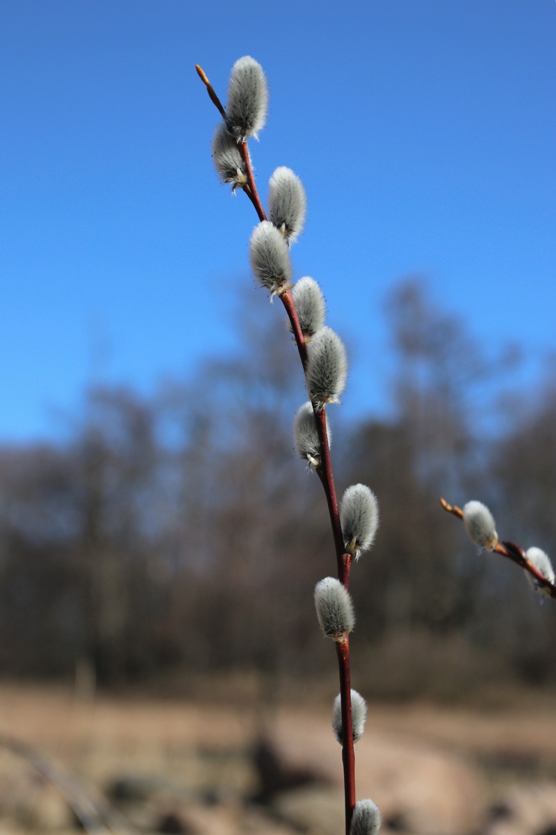 Изображение особи Salix phylicifolia.