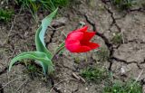 Tulipa suaveolens. Цветущее растение. Волгоградская обл., Иловлинский р-н, природный парк \"Донской\", степь. 10.04.2026.