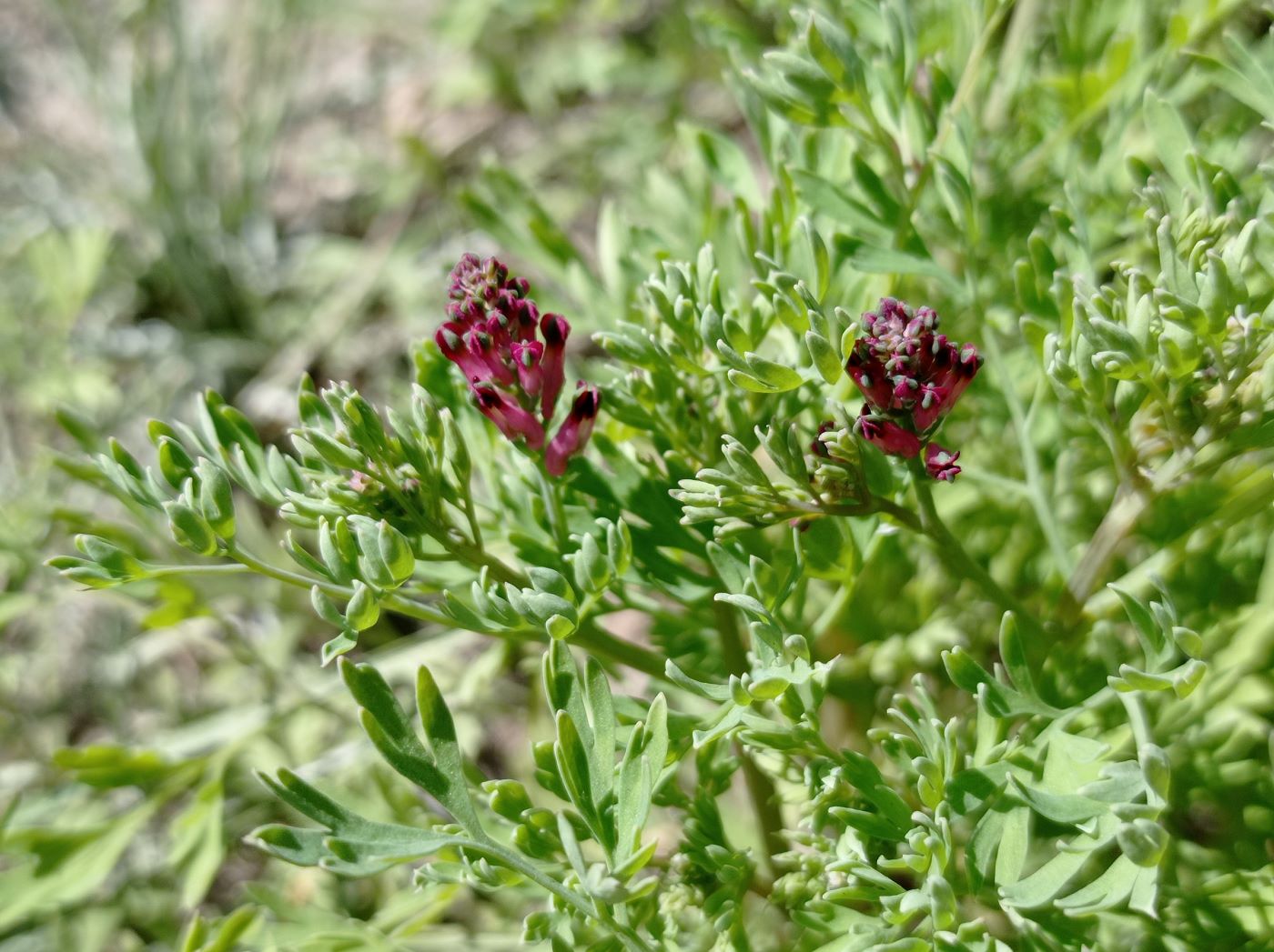 Image of Fumaria officinalis specimen.