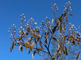 Amelanchier canadensis. Расцветающая веточка на верхушке растения. Санкт-Петербург, Кировский р-н, озеленение бульвара. 08.05.2026.
