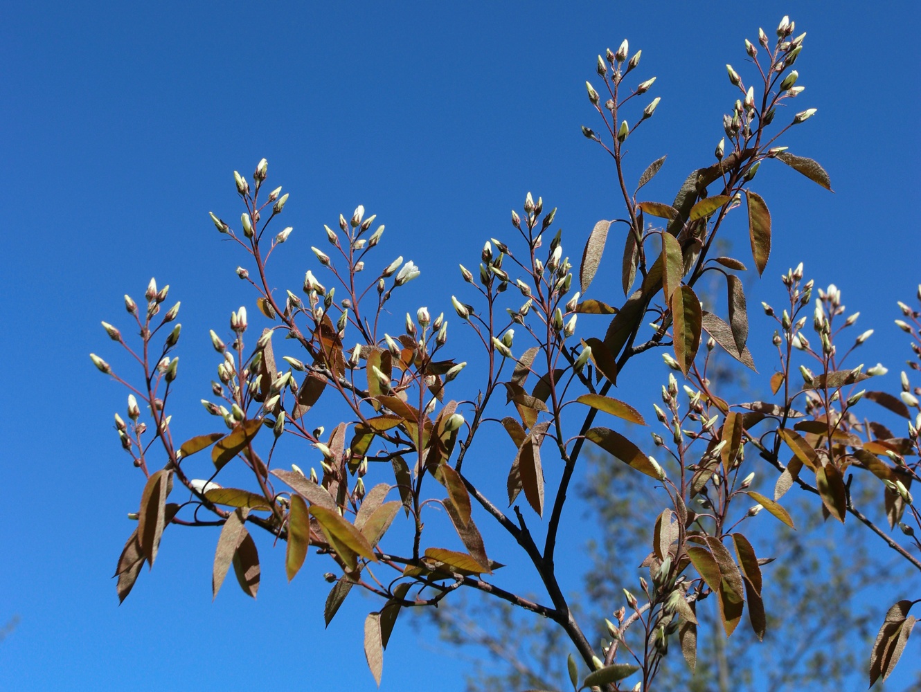 Image of Amelanchier canadensis specimen.