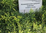 Juniperus × pfitzeriana. Хвоя. Волгоград, Волгоградский региональный ботанический сад. 23.05.2026.