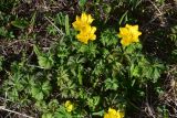 Trollius ranunculinus
