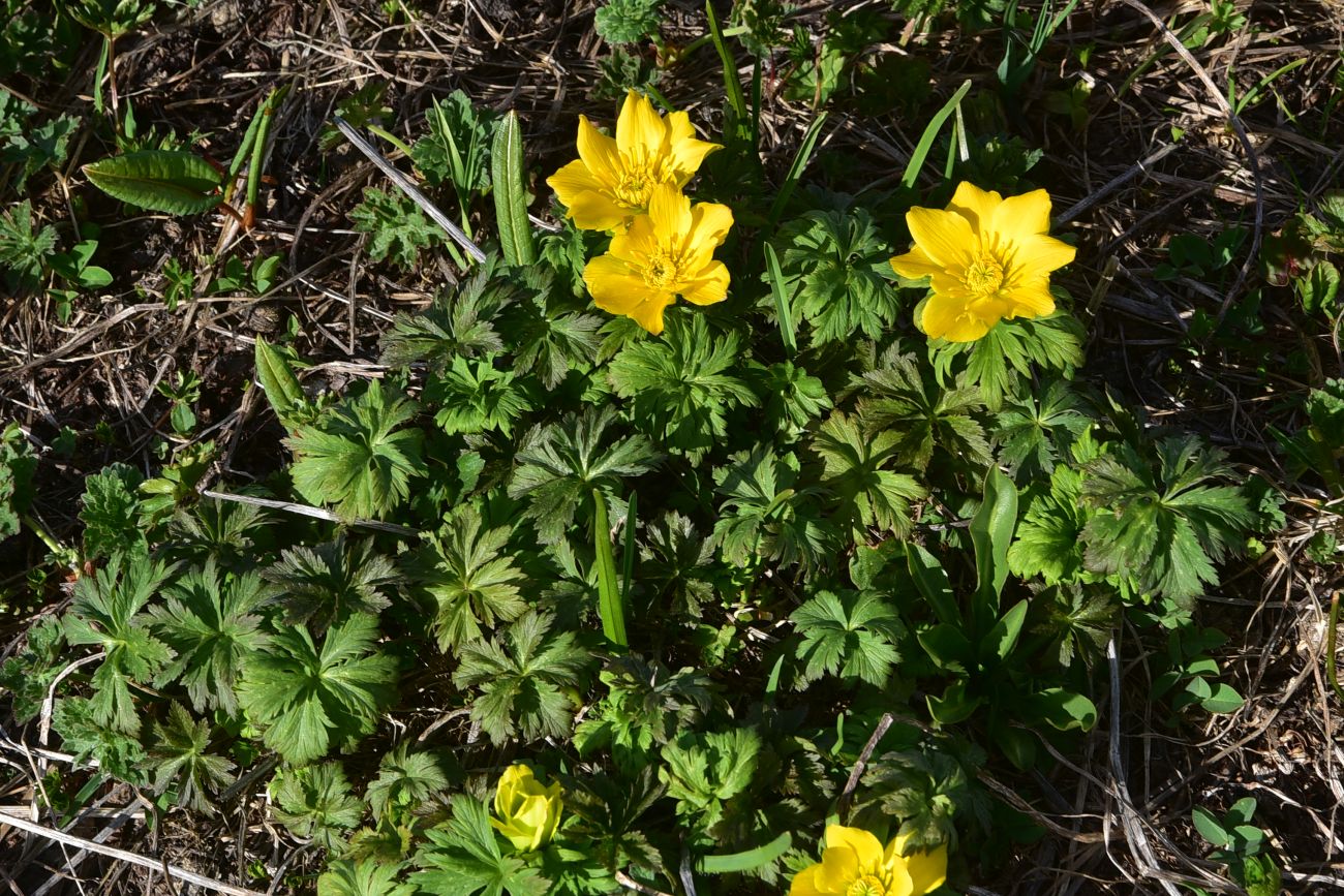 Image of Trollius ranunculinus specimen.