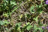 genus Nepeta