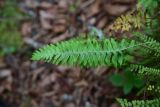 genus Polypodium. Вайя с развивающимися сорусами (вид на абаксиальную поверхность). Грузия, край Самцхе-Джавахети, Ахалцихский муниципалитет, левый берег р. Цинубанисцкали, 1,5 км выше по течению от горячего источника Цинубани, дно небольшого оврага. 9 июня 2026 г.