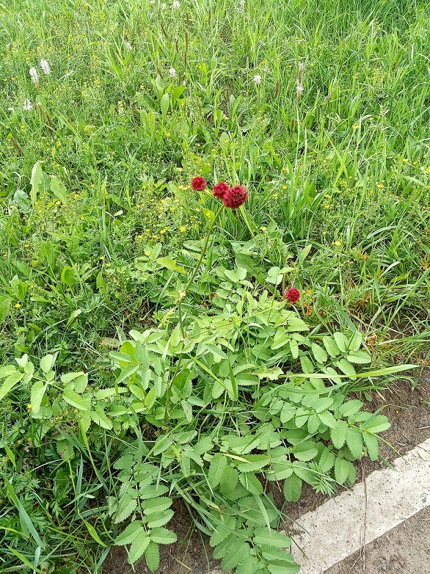 Image of genus Sanguisorba specimen.
