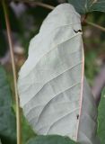 Смотреть изображение Aralia elata