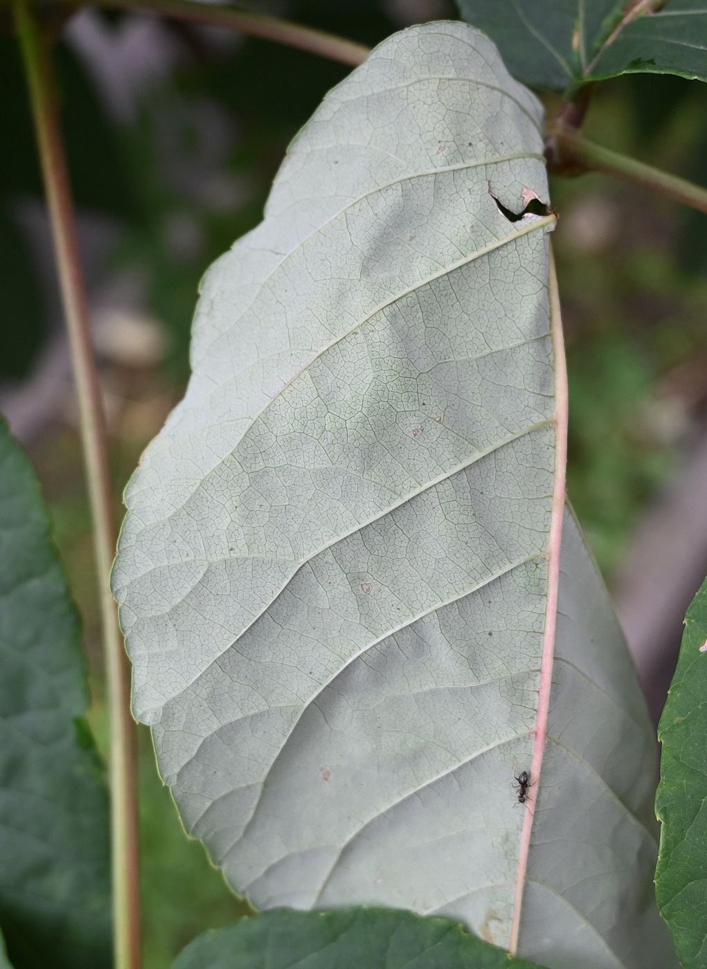 Изображение особи Aralia elata.