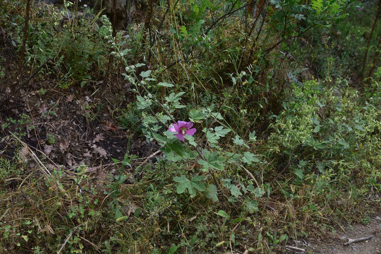 Image of genus Alcea specimen.