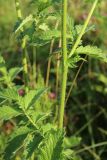 genus Agrimonia. Нижняя часть цветущего побега. Беларусь, Витебская обл., окр. пос. Езерище, суходольный луг по залежи. 15.07.2026.