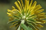 род Inula. Соцветие (вид со стороны обёртки). Приморский край, Шкотовский р-н, окр. с. Новонежино, сырой луг. 08.08.2026.