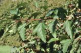 Physocarpus opulifolius. Верхушка ветви. Санкт-Петербург, Ботанический сад Петра Великого, дендрарий. 27.08.2026.
