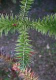 Смотреть изображение Araucaria angustifolia