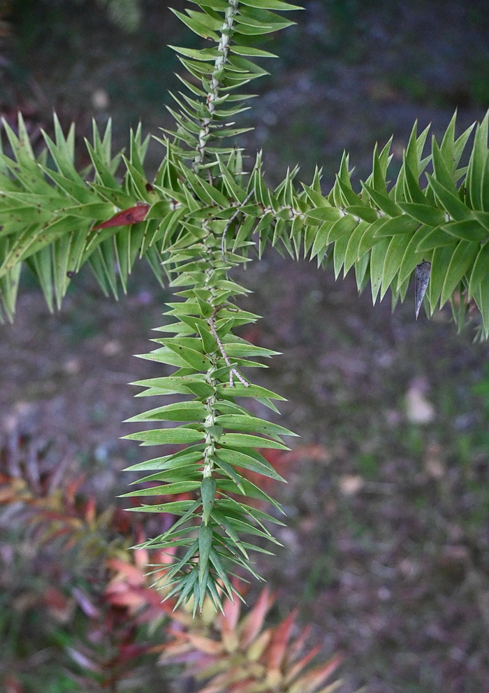 Image of Araucaria angustifolia specimen.