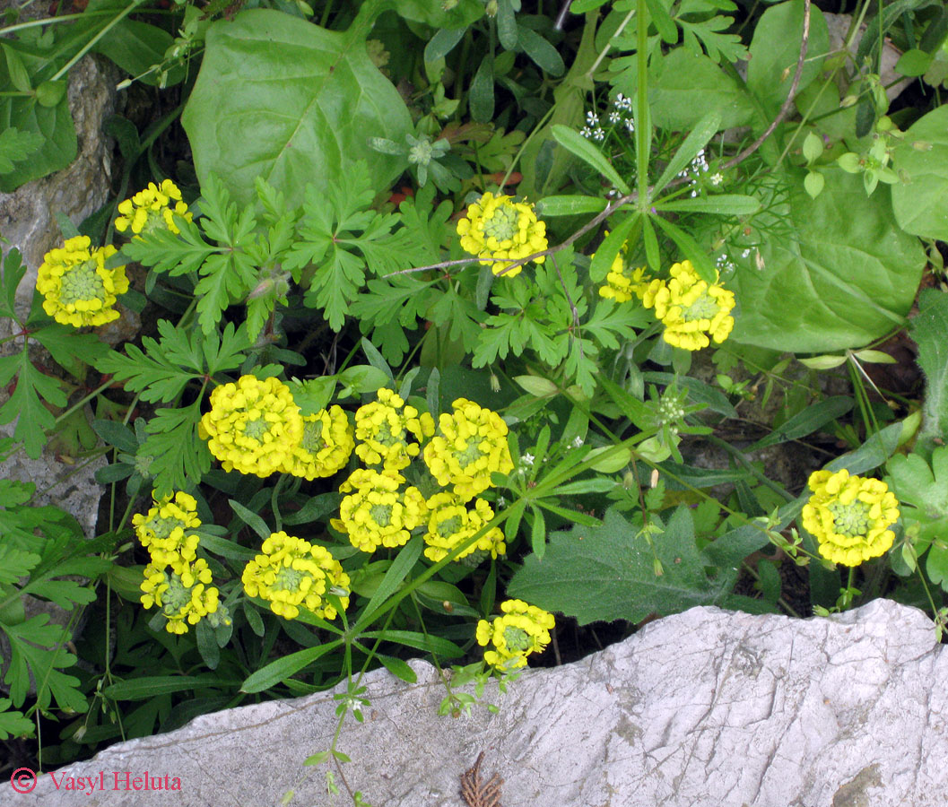 Image of Alyssum calycocarpum specimen.