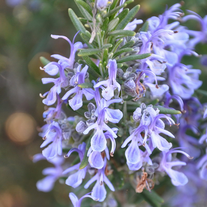 Изображение особи Rosmarinus officinalis.