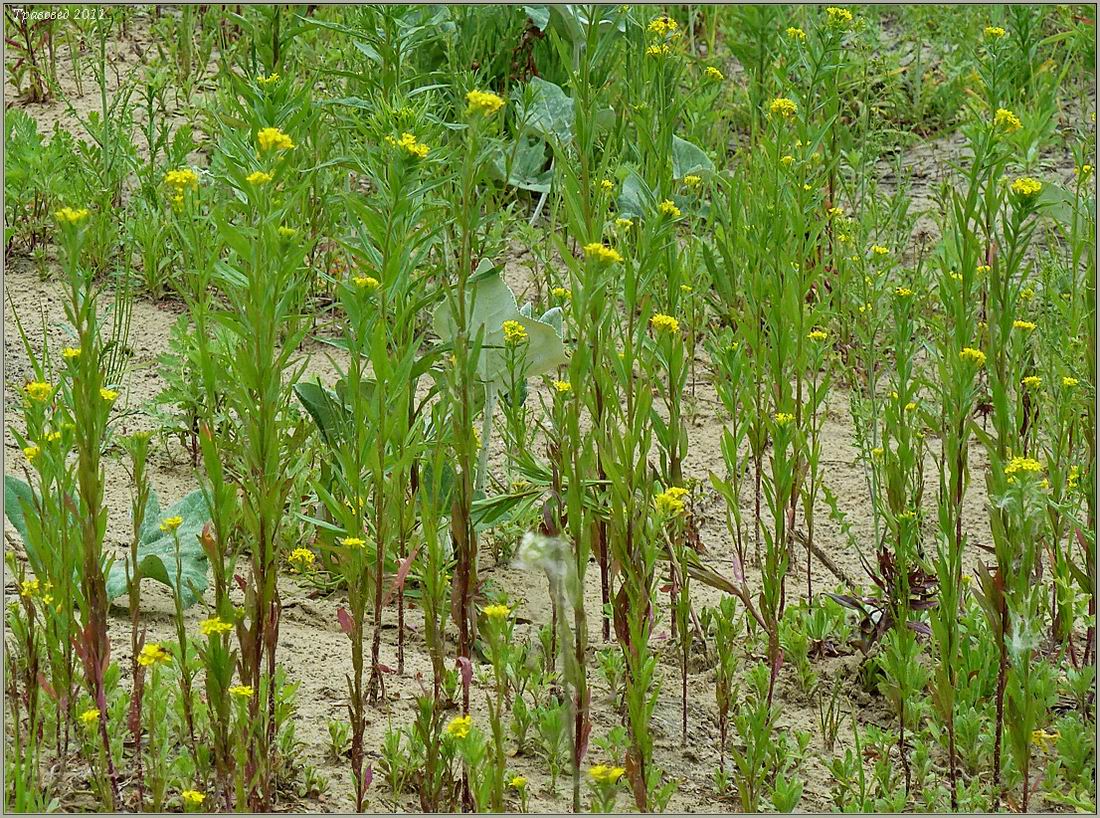 Image of Erysimum cheiranthoides specimen.