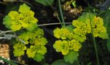 Chrysosplenium sibiricum. Соцветия. Читинская обл., Кыринский р-н, Сохондинский заповедник. 25.06.2004.