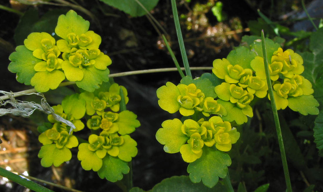 Image of Chrysosplenium sibiricum specimen.