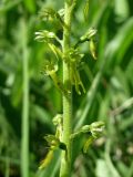 Listera ovata. Часть соцветия. Смоленская обл., Смоленский р-н, окр. пос. Каспля, доломитовый холм. 13.06.2011.