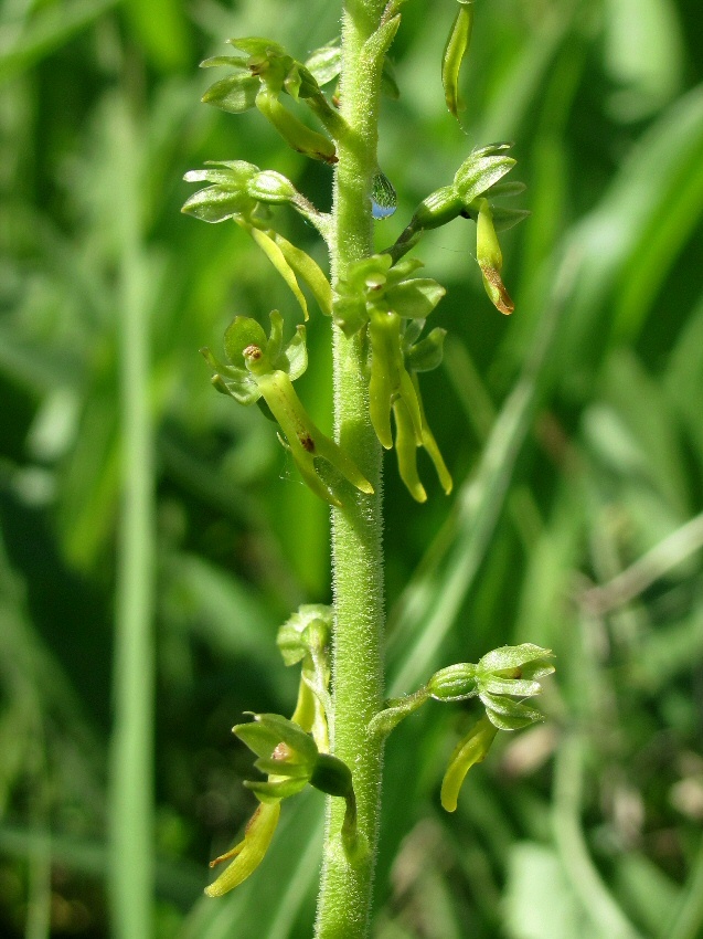 Image of Listera ovata specimen.