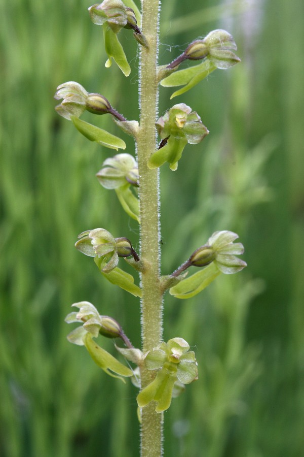 Image of Listera ovata specimen.