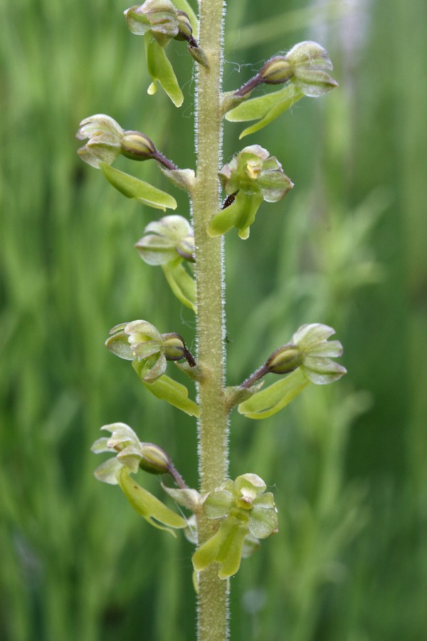 Изображение особи Listera ovata.