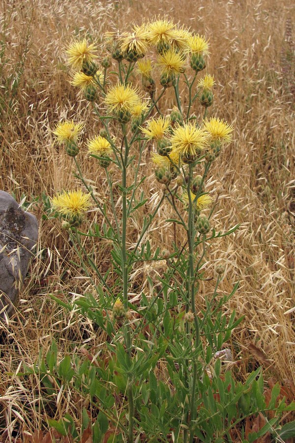 Изображение особи Centaurea salonitana.