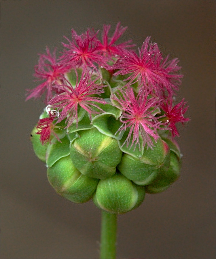 Image of Poterium polygamum specimen.