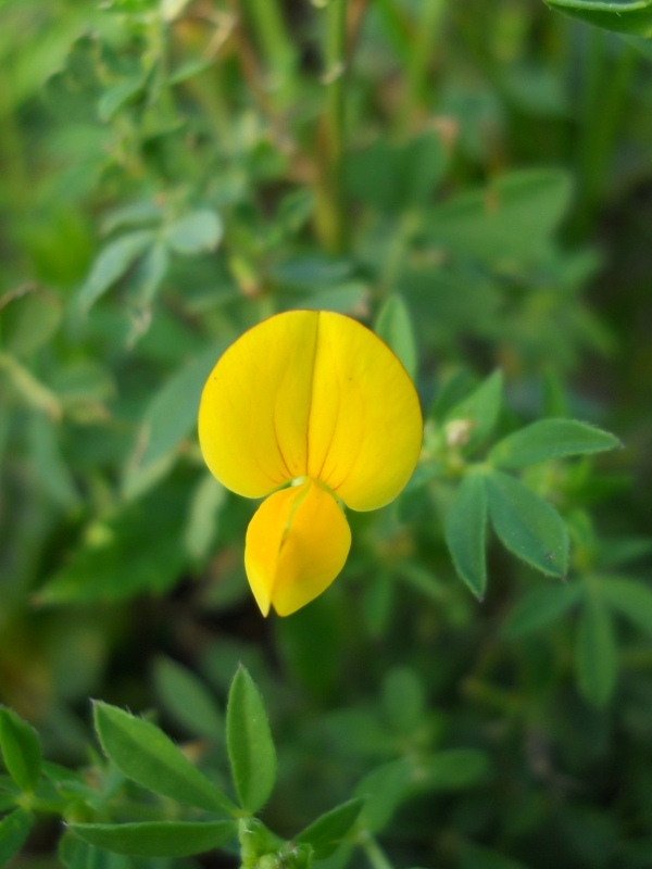 Изображение особи Lotus corniculatus.