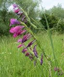 Gladiolus imbricatus