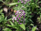 Lobularia maritima