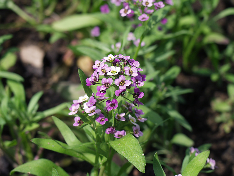 Изображение особи Lobularia maritima.