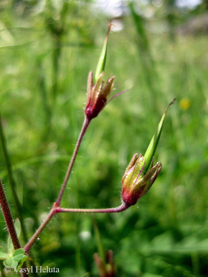 Изображение особи Geranium phaeum.
