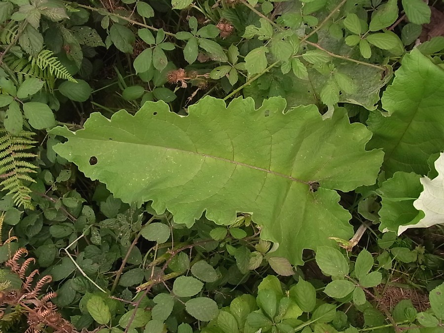 Изображение особи Arctium tomentosum.