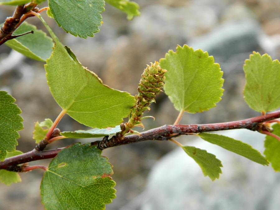 Изображение особи Betula &times; alpestris.