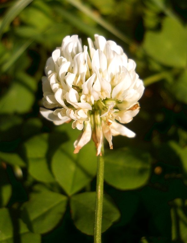 Image of Trifolium repens specimen.