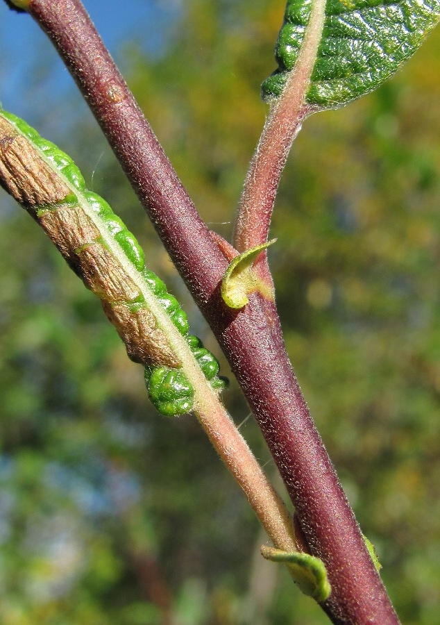 Image of Salix × laurina specimen.