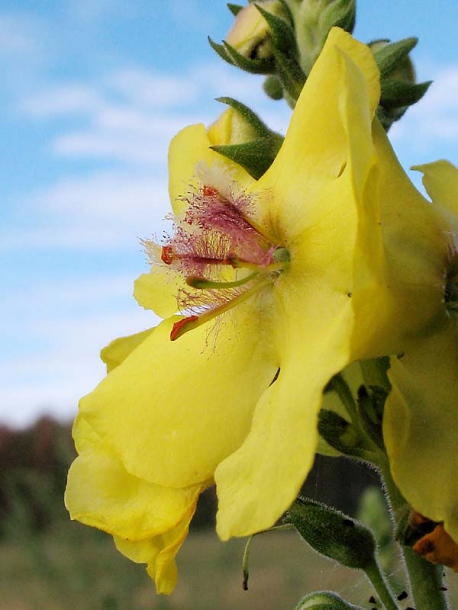 Image of Verbascum &times; bastardii specimen.