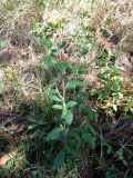 Inula conyza