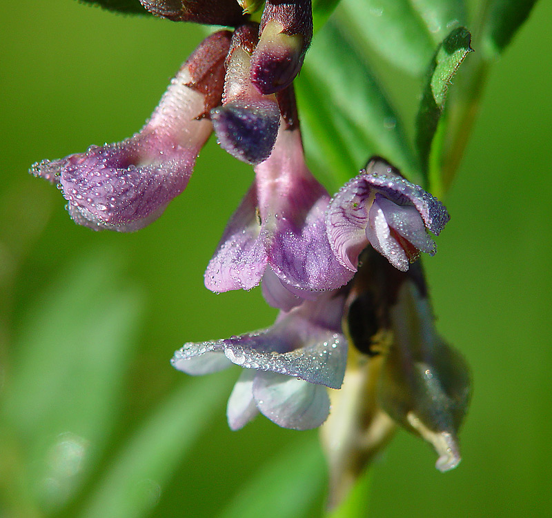 Изображение особи Vicia sepium.