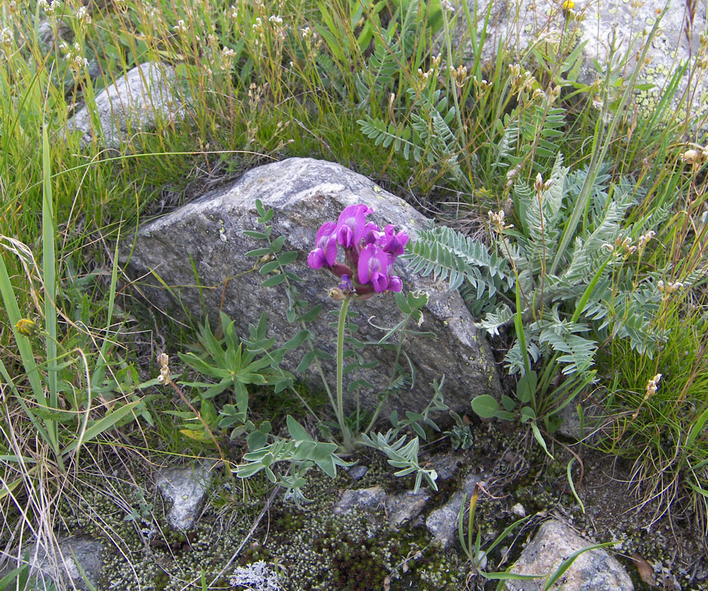 Изображение особи Oxytropis owerinii.