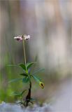 Chimaphila umbellata. Верхушка побега с соцветиями. Ленинградская обл., Кингисеппский р-н, Кургальский п-ов, окр. дер. Тисколово 14.07.2011.