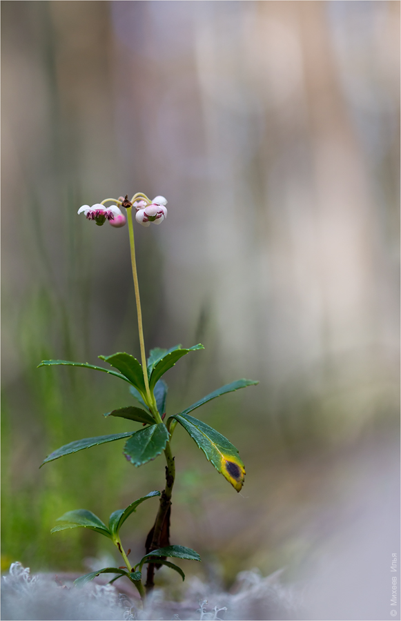 Image of Chimaphila umbellata specimen.