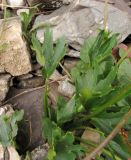 Ranunculus revuschkinii. Прикорневые листья. Респ. Алтай, Кош-Агачский р-н, Курайский хр., руч. Тыдтуярык. 19 июля 2010 г.
