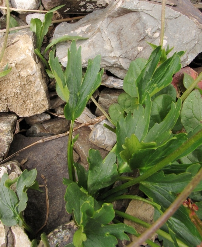 Изображение особи Ranunculus revuschkinii.